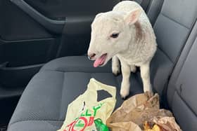 The lamb in question which was found in the Police stop near Carmyle on the M74 - the three human drivers were charged, but the lamb got off scot-free.