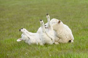 Finding a sheep on it’s back can have deadlier consequences than you might think