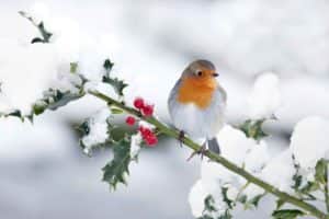 Robins were messengers of the past days (photo: iStock)