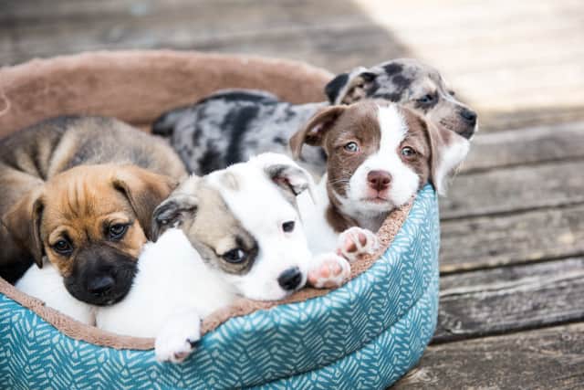 People looking to buy a puppy this Christmas are being warned by councils to make sure they are not buying from irresponsible or criminal sellers (Photo: Shutterstock)