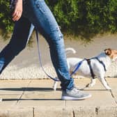 A dog must wear a collar with its owner’s name and address on it (Photo: Shutterstock)