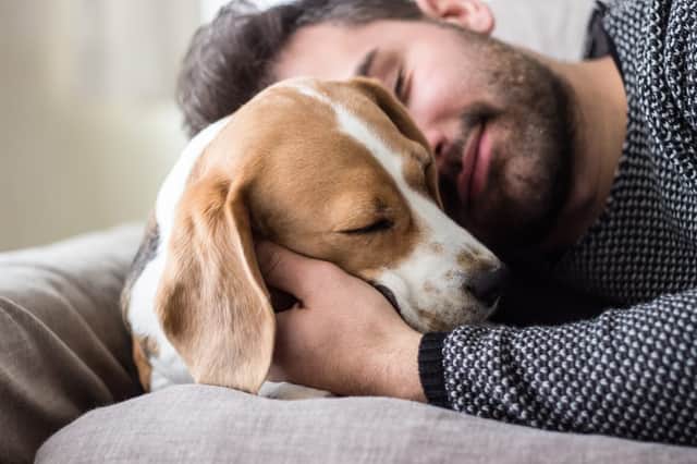 Covid is common in pet cats and dogs whose owners have the disease, new research suggests (Photo: Shutterstock)