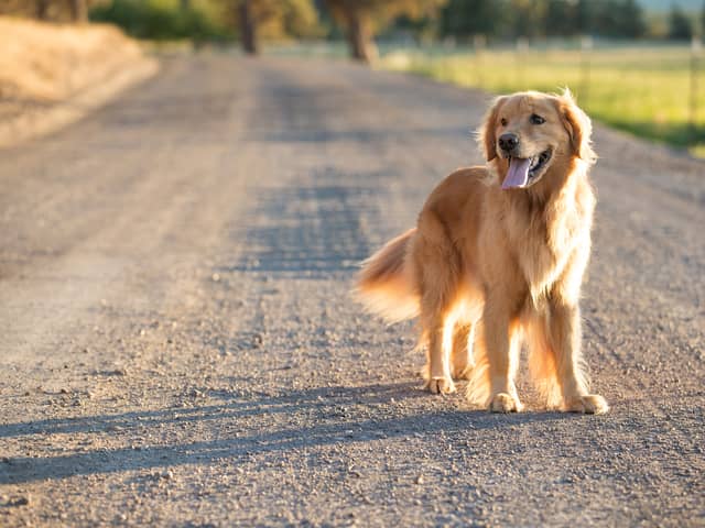 The exact time you should walk your dog in the heatwave according to an expert
