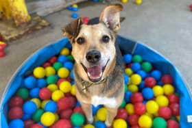 Rania from Dogs Trust. A number of dogs across Glasgow are looking for a new home.  