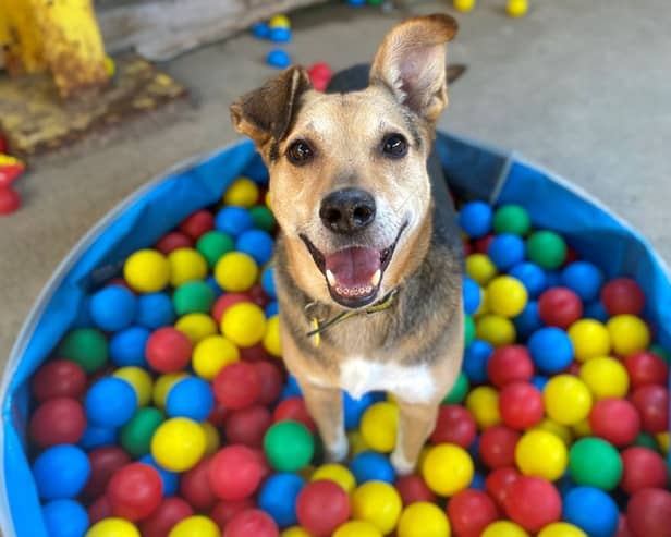 Rania from Dogs Trust. A number of dogs across Glasgow are looking for a new home.  