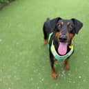 Duke is a wonderful boy who’ll need support with his separation anxiety and house-training.