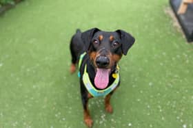 Duke is a wonderful boy who’ll need support with his separation anxiety and house-training.