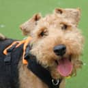 Mollie is a marvellous little 6 year old Welsh Terrier who is super cuddly