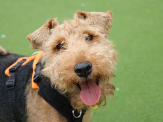 Mollie is a marvellous little 6 year old Welsh Terrier who is super cuddly