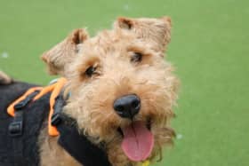 Mollie is a marvellous little 6 year old Welsh Terrier who is super cuddly