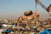 Harrowing image of a donkey desperately scavenging for food