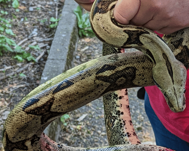 RSPCA has released a list of the ‘stray snake’ hotspots in the UK