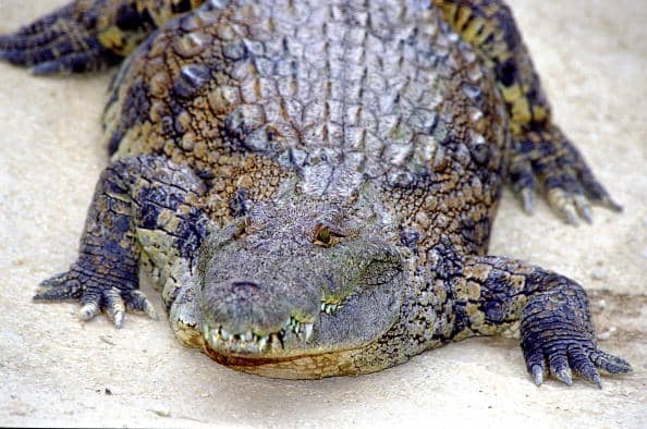 A restaurant in Taiwan has introduced crocodile ramen to its menu but you have to be on a waiting list to try it. (Photo by Fernando Camino/Cover/Getty Images)