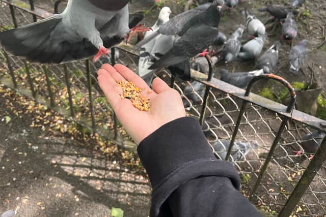 Feeding a pigeon is as easy as stretching out your hand with some seed placed on your palm