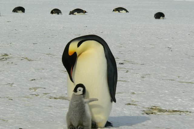 Chester Zoo is hiring a zookeeper to look after penguins & parrots - how to apply