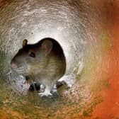More than 380 rat sightings have been reported in the last three years in Glasgow City Council buildings