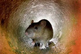 More than 380 rat sightings have been reported in the last three years in Glasgow City Council buildings