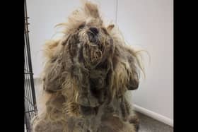 Pepper was found ‘extremely matted'