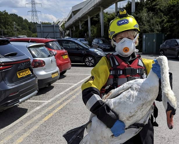 The RSPCA has returned a female swan to be with her partner and cygnets after she was treated for wing injuries following an attack by two teenagers who were seen stabbing her with sticks.