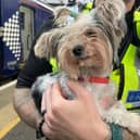 ‘Lola’ was found wandering around Anniesland station