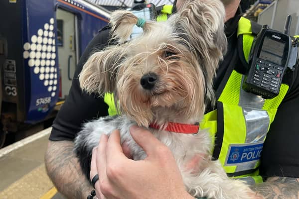 ‘Lola’ was found wandering around Anniesland station