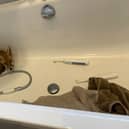 The resident returned home to find the young animal curled up in the tub. 