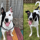 Roxy (left) and Smurf (right) are looking for their forever homes after time spent in the care of the Scottish SPCA.