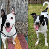 Roxy (left) and Smurf (right) are looking for their forever homes after time spent in the care of the Scottish SPCA.