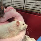 Cheese and Crackers were found abandoned in their cage in a park in Airdrie