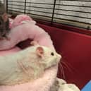 Cheese and Crackers were found abandoned in their cage in a park in Airdrie