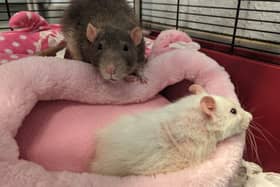 Cheese and Crackers were found abandoned in their cage in a park in Airdrie