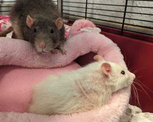 Cheese and Crackers were found abandoned in their cage in a park in Airdrie