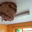 Massive Asian Hornet nest discovered in derelict house - prompting fresh warnings 