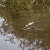 The curious little otter got close to the camera while swimming their way down the River Cart