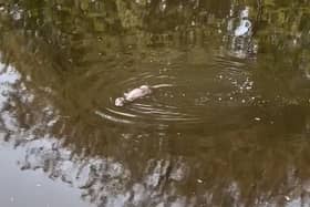 The curious little otter got close to the camera while swimming their way down the River Cart