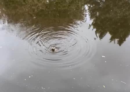 A snap from the video after the otter emerged from the River Cart