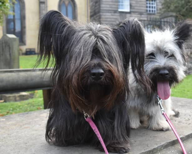 These two dogs enjoyed a pet blessing courtesy of the Church of Scotland