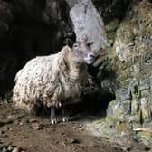 Fiona the sheep had been trapped at the foot of a cliff in the Highlands for two years before being the subject of a controversial rescue operation this weekend