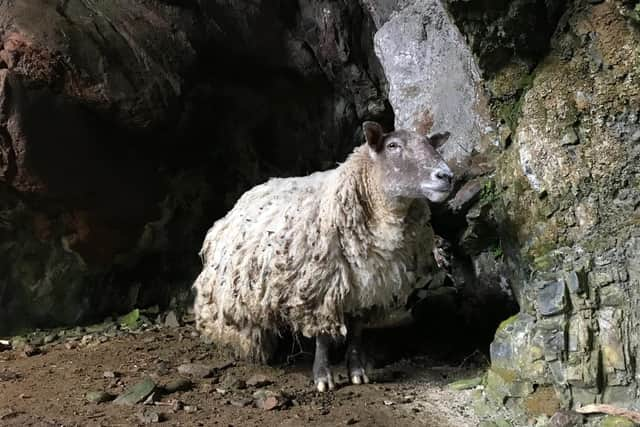 Fiona the sheep had been trapped at the foot of a cliff in the Highlands for two years before being the subject of a controversial rescue operation this weekend