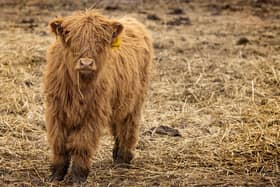 Pregnancy for a Highland cow lasts roughly the same amount of time as a human pregnancy, around 9 months. From early March, you may even be able to see some of the new calves being born as the cattle always give birth outdoors.  Highland cattle reach full maturity at about 4 years old. Females grow to about 135cm from hoof to shoulder and weigh about 500kg; males to about 160cm and can weigh up to 900kg.