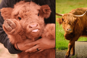 Highland Cows are beautiful and majestic creatures that are quintessentially Scottish - and we have our own fold right here in Glasgow!