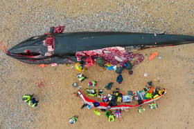 A 16-metre-long fin whale washed up on Fistral Beach, Newquay in Cornwall on November 15. (SWNS)