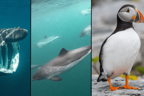 The River Clyde is home to many different bizarre forms of life