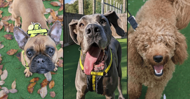 These are just some of the lovely dogs from the good folks at Dogs Trust looking for a home in Glasgow