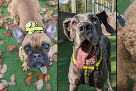 These are just some of the lovely dogs from the good folks at Dogs Trust looking for a home in Glasgow