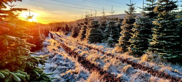 Edenmill Farm in Blanefield is one of many places in and around Glasgow offering real Christmas trees during this festive season. 
