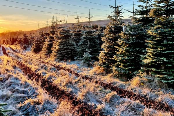 Edenmill Farm in Blanefield is one of many places in and around Glasgow offering real Christmas trees during this festive season. 