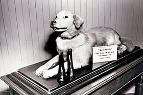 A taxidermised Wallace the fire dog at his home in Greenock Fire Station Heritage Museum