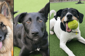 These are the dogs and pups looking for a new home in Glasgow this month