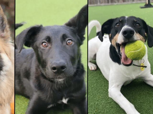 These are the dogs and pups looking for a new home in Glasgow this month